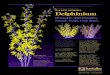 WALTZ SERIES Delphinium - Flower Showroom The … Waltz Series of Del-phinium are a breakthrough in tall, strong stems with big, evenly-arranged florets in solid blues. Delphinium