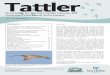 Newsletter for the Asia Pacific Flyways & Australian ... · Newsletter for the Asia Pacific Flyways & Australian Shorebirds 2020 ... Proposed Grey Plover satellite tracking ... ZLOO