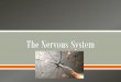 The Nervous System - Mercer County Community …behrensb/documents/TheNervousSystem_000.pdfo Conducts afferent impulses from the periphery to the spinal cord o The dendrite is in the