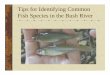 Fish Identification Tips Identification Tips.pdf · The Herrings (Family Clupeidae) Gizzard shad Atlantic menhaden Alewife Gizzard shad and menhaden are similar in body shape, however,