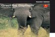 Great Big Elephants - Alpha Literacyalphaliteracy.com.au/.../2012/01/L23-TE-Great-Big-Elephants.pdf · Great Big Elephants ... elephants by reading the book? Being a text critic The