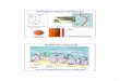 MOVEMENT ACROSS MEMBRANES - Cal Poly, San …bio/EPL/pdfs/SampleLectureBIO...Cl-Na+ Na+ Cl-(b) Ion concentration across gill epithelium of a freshwater fish H+ ATP ADP Transport against