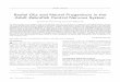 Radial glia and neural progenitors in the adult zebrafish ...download.xuebalib.com/xuebalib.com.38382.pdf · Radial Glia and Neural Progenitors in the Adult Zebrafish Central Nervous