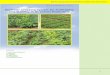 Multi-tier cropping system for profitability and … Multi-tier cropping system for profitability and stability in Bt cotton production Multi-tier cropping system for profitability