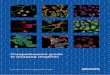 Comprehensive guide to imaging reagentsdocs.abcam.com/.../guide-to-imaging-reagents.pdf · Comprehensive guide to imaging reagents 9. Directly conjugated antibodies Rapid advances