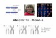 Chapter 13 - Meiosis 13 Notes.pdf · Chapter 13 - Meiosis A. Bergeron AP Biology PCHS. ... illustrates the alternation of generations that is ... • Three events are unique to meiosis,