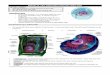 BIOLOGY 12 - CELL STRUCTURE & FUNCTION: Chapter Notes …ORGANELLES.pdf/... · BIOLOGY 12 - CELL STRUCTURE & FUNCTION: Chapter Notes . THE CELL THEORY. 1. All living organisms are