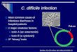 C. difficile infection - The University of Western Australia · C. difficile infection ... Produces binary toxin ... Clostridium difficile. isolates from diverse sources and geographical