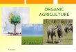 Your Title Here - Agricultural Training Instituteati.da.gov.ph/rtc11/sites/default/files/Organic Agriculture.pdf• every plant which covers the soil and improves soil fertility can