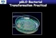 pGLO Bacterial Transformation Practical - Reach …€¢The pGLO plasmid, which contains the GFP gene, also contains the gene for beta-lactamase, which provides resistance to the antibiotic