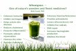 Wheatgrass - Natural Nutrition · The discovery of wheatgrass for preventative and curative purposes • The benefits of wheatgrass was first discovered in 1930 by Charles F Schnabel