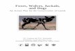 Foxes, Wolves, Jackals, and Dogs - International Union for ... · Foxes, Wolves, Jackals, and Dogs An Action Plan for the Conservation of Canids J.R. Ginsberg and D.W. Macdonald IUCN/SSC