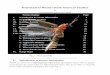 Field Guide to Western North American Firefliesentomology.k-state.edu/doc/WesternFireflies March 2016a.pdf · 2 Fireflies belong to the family “Lampyridae”. Identify members of