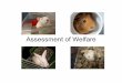 Assessment of Welfare Web.ppt - University of …animalscience2.ucdavis.edu/ANS140/PDF_files/Assessment of Welfare...Biochemical Assessment ... – Pain levels were determined using