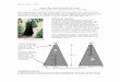 White Pine Weevil Traps - Department of Entomology ...ento.psu.edu/.../christmas-trees/information/whitepinewvtraps.pdf · Revised: March 11, 2005 White Pine Weevil Detection Traps
