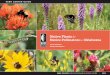 Native Plants Native Pollinators Oklahoma habitat, and extensive educational outreach including workshops, publications, public presentations, and web pages. We want to thank Jennifer