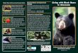 Living with Black Bears - Wisconsin Department of …dnr.wi.gov/topic/WildlifeHabitat/documents/bearpractice.pdfLiving with Black Bears in Wisconsin Black Bear (Ursus americanus) Facts