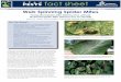 Web Spinning Spider Mites - Utah Pests top of the tree canopy, spreading to the canopy periphery • Utah orchards can have eight or more generations a ... Web Spinning Spider Mites