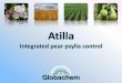 Atilla - Globachem: uw partner in … effect GEP trial - Italy 2012 (Ferrara - Anadiag Italia) Pear cv. Abate Fetel Objects Asse ... Atilla applied 6-8 times at 5,0 kg/ha, starting