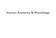 Human Anatomy & Physiology - Academic Computer Centeracademic.pgcc.edu/~aimholtz/AandP/BodyTerminology(1).pdf · ... Inc., publishing as Benjamin Cummings. Coronal suture Superior