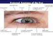 [PPT]PowerPoint Presentation - North Allegheny · Web viewExternal Anatomy of the Eye Lacrimal Apparatus of the Eye Anatomy of the Eyeball Divided into three sections Fibrous Tunic: