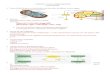 CHAPTER 9: CELLULAR RESPIRATION - Council … · Web viewCHAPTER 9: CELLULAR RESPIRATION STUDY GUIDE Draw and label the parts in a mitochondrion and show where the different reactions