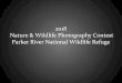 2018 Nature  Wildlife Photography Contest Parker River ...  Nature  Wildlife Photography Contest Parker River National Wildlife Refuge