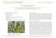 Puccinia triticina - AgEcon Searchageconsearch.umn.edu/record/249754/files/Chai et al 2016 InSTePP...©2016 InSTePP‐HarvestChoice, ... Puccinia triticina. HarvestChoice Pest Geography