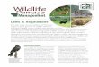 WISCONSIN Wildlife Damagewildlifedamage.uwex.edu/pdf/LawsAndRegs.pdfThe wide range of natural habitats in Wisconsin support a great diversity of wildlife. However, J sometimes wildlife