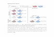 Supplementary Figures - Nature · CFSE-labeled OT-I CD8 T cells (1x106 total cells) were adoptively transferred into WT and Batf3-/-mice 1d prior to i.n. delivery of PBS or 1 µg