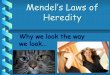 Mendel’s Laws of Heredity - Mrs. Tran's Biology Portalpearlandbiology.weebly.com/uploads/8/6/1/4/86149256/… ·  · 2016-10-28expressed if two alleles are present for that trait