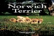 Educational Standard Compendium of the Norwich terrier Illustrated breedstandard for Norwich Terrier.pdf · 4 NORWICH TERRIER EDUCATIONAL STANDARD COMPENDIUM 5 Smudge, fourth generation