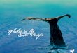 Whales in the South Pacific - Department of Conservation · protected whales within their waters by creating whale sanctuaries, ... do not eat fish. ... There are no reports of baleen