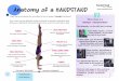 Anatomy of a HANDSTAND - Tumbl Trak One Arm Handstand Advanced Skill # 5 Challenge: One Arm Handstand 1. Place Fun Sticks vertically on the wall edge, about hip height. No-tice the