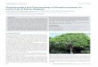 Phytochemistry and Pharmacology of Mangifera … · Phytochemistry and Pharmacology of Mangifera pajang: An Iconic Fruit of Sabah, Malaysia ... significance, and has become an iconic