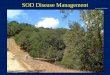 SOD Disease Management · SOD Management Topics There are five sudden oak death management topics covered in this presentation: 1. SOD monitoring and management overview