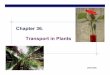 Chapter 36. Transport in Plants - Quia in plants Physical forces drive transport at different scales cellular from environment into plant cells transport of H2O & solutes into root
