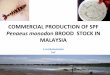 COMMERCIAL PRODUCTION OF SPF · commercial production of spf penaeus monodon brood stock in malaysia k.subramaniam dof