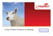 Liver Fluke Control in Sheep - daleheadvetgroup.co.uk · Liver Fluke Control in Sheep. ... Liver Fluke: The Disease Acute Fluke ... Combinex is the UK ’s No.1 combination fluke