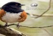 The INSTITUTE for BIRD POPULATIONSbirdpop.org/docs/misc/IBP2016AnnualReport.pdf · The INSTITUTE for BIRD POPULATIONS Year-round Staff Rodney Siegel, ... Ruby-crowned Kinglet 