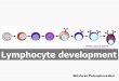 Lymphocyte development - Chiang Mai University M59.pdf · Copyright 2012, 2007, 2005, 2003, 2000, 1997, 1994, 1991 by Saunders, an imprint of Elsevier Inc. TABLE 8-1 Mechanism Contributions