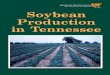 Soybean Production in Tennessee - University of … The soybean plant belongs to the Leguminosae family. All plants in this family are known as legumes and many have the ability to