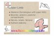Lower Limb - Fisiokinesiterapia · Frolich, Human Anatomy, Lower LImb ... Table 8.1. Frolich, Human Anatomy, Lower LImb. Frolich, Human Anatomy, Lower LImb ... muscle) Quads (four)