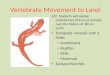 Slide 1… · PPT file · Web view · 2013-11-13Subphylum Vertebrata. Class Amphibia. 1stland vertebrates . Ex: frogs, toads, & salamanders. Class Amphibia– “Double Life”frogs,