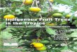 Indigenous Fruit Trees in the Tropics : Domestication, …researchonline.jcu.edu.au/27776/1/27776_Leakey_et_al_2008.pdf · INDIGENOUS FRUIT TREES IN THE TROPICS Domestication, Utilization