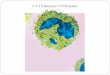 7-2 Eukaryotic Cell Structure - rdibler.netrdibler.net/Biology/Notes-1/Bio Chapter 7 Notes/7-2 notes english.pdf · Eukaryotic Cell Structures Organelles - Structures in a eukaryotic