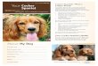 Cocker Spaniels: What a Unique Breed! - AskMyVet | Pet ... · Cocker Spaniels: What a Unique Breed! Your dog is special! ... brush his teeth and coat, ... Feed a high-quality diet
