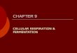 CHAPTER 9€¦ ·  · 2014-03-193 slices 11 3 1 • Serving Size on ... Glycolysis Summary Note Glycolysis: ... SUMMARY OF CELLULAR RESPIRATION P Pyruvic Acid . …