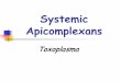 Systemic Apicomplexans - NCSU Veterinary Parasitology · Systemic Apicomplexans Toxoplasma gondii. ... Occur in and cause damage to the brain, liver, ... congenital malformation 