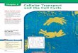 Chapter 8: Cellular Transport and the Cell Cycle - Glencoeglencoe.com/sec/science/ose/bdol2005/ca/docs/chap08.pdf · cules are transported across the plasma membrane. ... Answer Questions